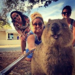 crazycritterlife:boredpanda:Quokka Selfie Is Cutest Trend In Australia Right Nowthis animal looks way too happy all the time