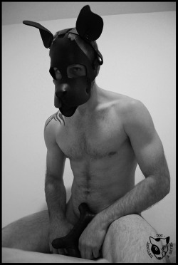 mastersfido:  deviantdogsnaps:  Dog &amp; Bone : @MrSLeather Neoprene WOOF! Muzzle   Puppy love!💕 