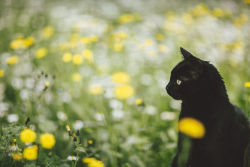 elenamorelli:  { tiny black panther and the spring }-luna, green grass, flowers, dirt, and an olive tree- 