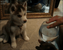 thecutestofthecute:  batter-sempai:  thetrailmixteapot:  ulfric-ulfprick:  godotal:  hkirkh:  Confused husky pup  He’s not expressing confusion, he’s tilting his head for better sound localization. While having an ear on each side of the head is good