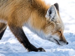 beautiful-wildlife:  Red Fox Hunt In Snow by Yeates Photography A Red Fox follows his nose to hunt for his prey, during late Winter in Grand Teton National Park.  