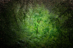 kateoplis:Ellie Davies, In Between the Trees
