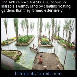 transgirljupiter: guayyaba:  wildland-hymns:  ultrafacts:  How on earth would you feed a city of over 200,000 people when the land around you was a swampy lake? Seems like an impossible task, but the Aztec managed it by creating floating gardens known