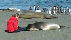 sizvideos:  Seal befriends woman sitting on the beach - Video  i&rsquo;m sorry, but can we please focus on the AWESOME PENGUINS?!?!?