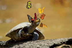 Butterflies drinking turtle&rsquo;s tears to survive&hellip;