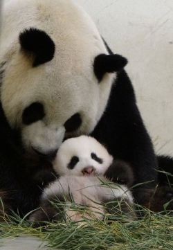 giantpandaphotos:  Yuan Yuan and her daughter, nicknamed Yuanzai, at the Taipei Zoo in Taiwan. Watch the latest panda video on Taipei Zoo’s YouTube channel. © Taipei Zoo. 