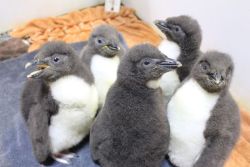 cute-overload:  Our local zoo just grew by 5 fuzzy awws!http://cute-overload.tumblr.com