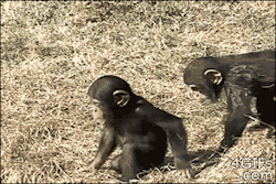 eldoradoandcopperbeeches:  sad-broken-andneverenough:  beyond-the-limitations-of-me:  redxluna:  pretentiousprince:  apsychedelicdoomcult:  Chimps do it for the lulz also  I JUST WANT TO KNOW WHAT THAT FUCKING ALIEN SPIDER THING IS ON THE MAMA CHIMP’S