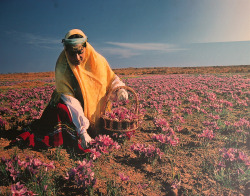 kreativekopf: A poster showing a woman harvesting saffron crocuses.  Found on the wall of a saffron shop is Mashhad, Khorasan province, Iran.