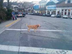 givemeinternet:  A strong independent dog who don’t need no man 