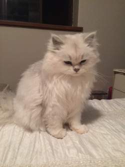 animalsdancing:  Super grumpy because we woke her up from cuddling the pig 