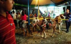 equine-awareness:  Crammed nose to tail and forced to walk in monotonous circles for hours on end, the use of real ponies for carousel rides is a very real problem and one that needs your attention.Taking place in fairgrounds all over the globe, live
