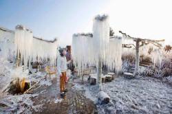 Frigid protection (Thijs Glas admires icicles on frozen branches in the nursery garden in Heerhugowaard, Netherlands. He sprays up to six thousand litres of water over the plants every hour to freeze the buds of the hydrangea, a method of protecting them