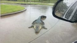 http://www.foxnews.com/us/2017/08/25/hurricane-harvey-beware-alligators.html