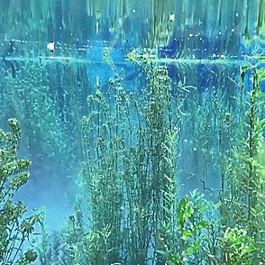 ghostiestims:Kelp forest stimboard with blue clear slime and sparkles for @elryax / x / x　x / x / x　x / x / x