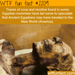 ami-angelwings:   medievalpoc:  doublehamburgerjack:  frantzfandom:  deux-zero-deux:  wtf-fun-factss:  Traces of coca and nicotine found in Egyptian mummies - WTF fun facts  well DUH. a lot of historians are still trying to process the fact that ancient