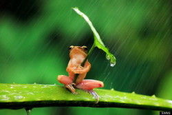 pureveganimagination:  adoptpets:  Taking Shelter from the Storms Frog in Indonesia &amp; Snail in the Ukraine  This is so amazing. 