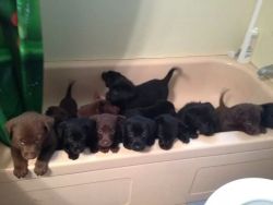 10knotes:  My friend’s dog had 14 puppies. This is how they’re kept out of trouble while she cleans the house. IT’S A BATHTUB FULL OF LABS GIVE IT TO ME NOW