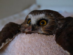 brinconvenient:  An owl on a towel. 