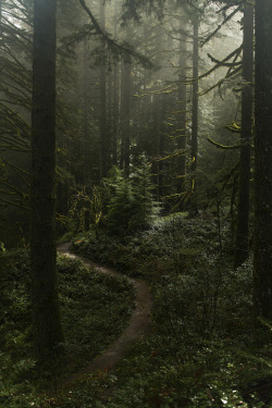 lori-rocks:  Misty forest at Silver falls area, Oregon, by Anna Calvert