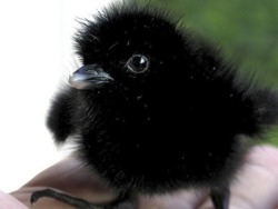 futureevilscientist:  fulmar-freeze:  kelagon:   builttobulk:  youranimeprince: Crow babies are important  Somehow it never occurred to me that crows start out as babies.   @exhausted-trashgoddex    those aren’t baby crows these are baby crows  but