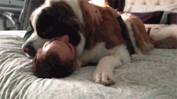 onlylolgifs:Huge Saint Bernard dog being needy