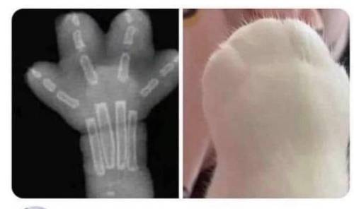 everythingfox:    X-ray of a kitten’s paw  