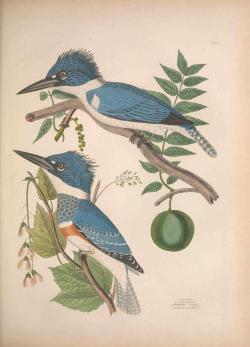 heaveninawildflower:  Kingfishers taken from ‘Illustrations of the American Ornithology of Alexander Wilson and Charles Lucian Bonaparte. Published 1835 by Frazer &amp; Co.  Smithsonian Libraries  Biodiversity Heritage Library   archive.org 