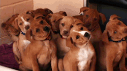 vodkaslumber:  vanjalen:  mass confusion  :’)  Mass tilty head dogs so cute.
