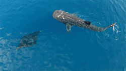 poldberg:  Giant Manta Ray and Whale Shark swimming together from above. [from this video]