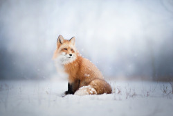 te5seract:   Red Fox Winter Portrait,   Freya The Fox &amp;  Feeling the Winter   by  Alicja Zmysłowska