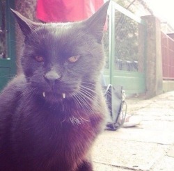 neverlookidly:  fantasynolife:  have I ever mentioned, that there is a vampire-cat in my neighborhood?  baby sabertooth omg 