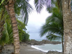papaya-blue:  tropiqua-l:  ☯️ Q’d jungle/tropical blog ☯️    🌴 tropical blog 🌴   