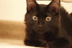 froth:  catsbeaversandducks:  Black Cats are Good Luck Photos via Pinterest  happy friday the 13th 