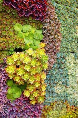 modcloth:  A rainbow wall of succulents might be better than any flower arrangement.  (Via Flower Garden Love)