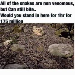 small-home-repair-vikings:  zukits:  gameoffish:  justnoodlefishthings:  These are Garter Snakes and completely harmless little noodles I could literally sit right in the middle and they wouldn’t care  I don’t care how much I have to pay, I’m in