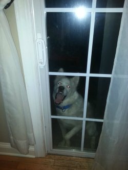 cute-overload:  My dog looks like a demon when he wants insidehttp://cute-overload.tumblr.com  haha a demon coming to demand food and belly rubs from you 