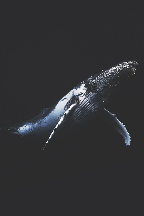 itstheluxurylife: Black and Whale // Source 