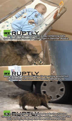 wewill-tryagain: dendritic-trees:  booty-uprooter:  asryakino:  srsfunny:  Masha The Hero  They forgot the part where the ambulance actually stopped to let the cat in   oh good I was worried  What a good cat. What a kind cat. How can anyone not love cats