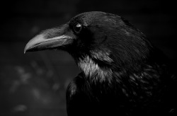 tales-of-the-night-whisperer:  Raven © BlackCynnamon Edit: Tales of the Night Whisperer Please do not remove credits 