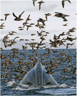 The mountains are moving (a Humpback Whale rolls below a flock of Short-tailed Shearwaters)