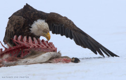 thingswithantlers:   Bald eagle on deer carcass Photo by Nature’s Eye Photos 