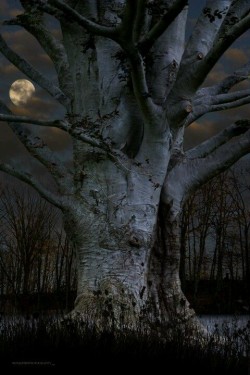 scentdelanature:  Tree By Moonlight.. 