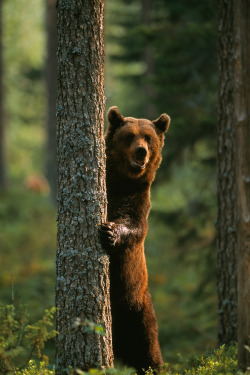 fuck-yeah-bears:  Brown bear by Staffan Widstrand