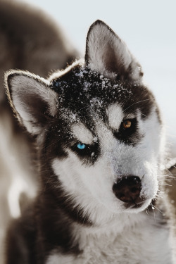 envyavenue:  Siberian Husky Puppy by Jesse James.