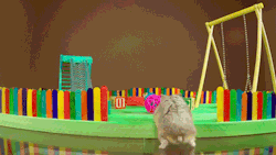 rikkipoynter:flippyflippynutella:Tiny Hamster in a Tiny Playgrounddear god i cannot handle how cute this hamster isdrschmoll………