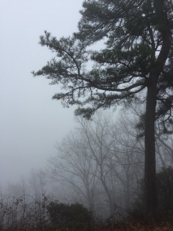 fimmion: foggy day