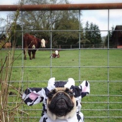 cool-in-a-wtf-way:You can be a cow if you want little guy
