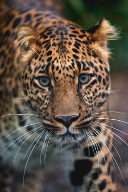 thelavishsociety:  Leopard Portrait by Daniel Münger | LVSH