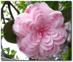 psychsmile:  dansecoppelia:  Speaking of pretty flowers, may I present to you the “Eighteen Scholars”, the flower of my heart-a variation of Camellia japonica L. Its uniqueness lies in the layers and layers of petals-one flower can hold as much as